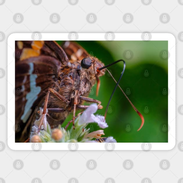 Happy Butterfly Macro Photograph Magnet by love-fi